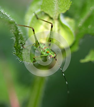 Green insect on plant leaf