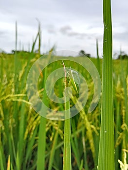 a green insect that resides in rice plants