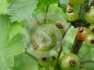 Green insect green shield bug on the fruits photo
