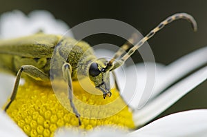 Green Insect weevil sitting on camomile flower