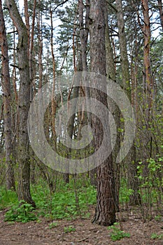 Green, interesting and mysterious pine-deciduous forest with old large, tall trees, pines, fir trees, green grass and trodden sand