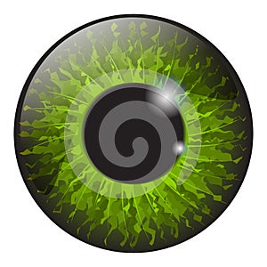 Green iris eye realistic vector set design isolated on white ba