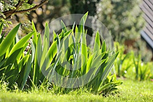 Green iris leaves back lit in the spring sunshine