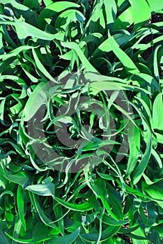 Green iris leaves close up, natural organic background