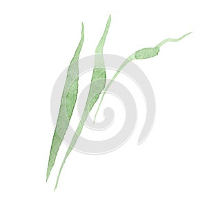 Green iris leaves. Floral botanical flower. Watercolor background illustration set. Isolated leaf illustration element.