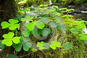 Green Irish clover leafs