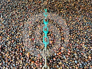 The green iron chain is in a pile of kernal seeds