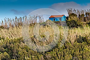 Green island in the Atlantic Ocean, Sao Miguel, Azores, Portugal