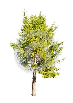Green isolated larch tree