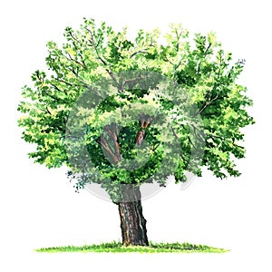Green isolated mulberry tree, watercolor illustration on white
