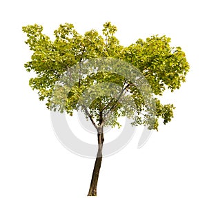 Green isolated on white maple tree