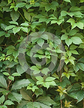 Green ivy photo
