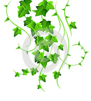 Green ivy