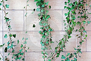Green Ivy Against A White Brick Wall. Decoration of the facade of the house with plants