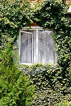 Green ivy around open window in rural house