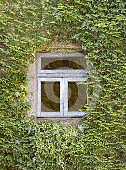 Green ivy around the window