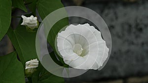 Green ivy with big leaves and white flowers on the background of wall old rural house. 4K