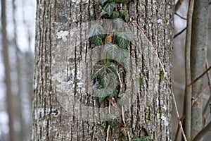 Green ivy branch down the tree trunk