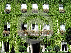 Green ivy on a building wall