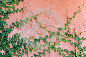 Green ivy on cement wall