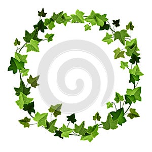 Green ivy circle frame, climbing vine vector wreath, liana floral garden border isolated on white.