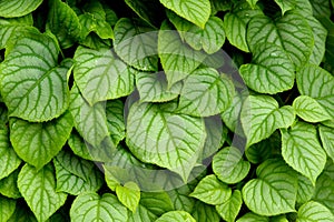 Green ivy climbing on a tree