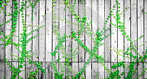 Green ivy climbing on wood fence. Creeper plant on gray and white wooden wall of house. Ivy vine growing on wood panel. Vintage