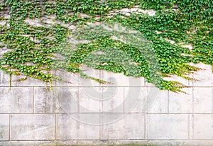 Green ivy on concrete wall