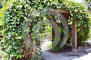 GREEN IVY COVERED ARCHWAY