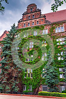 Green ivy covering old walls of The Maritime University of Szczecin
