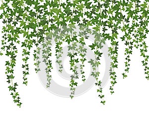 Green ivy. Creeper wall climbing plant hanging from above. Garden decoration ivy vines background