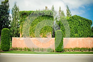 Green ivy or creepers covered on clay wall.