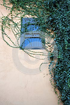 The green ivy curls round a window