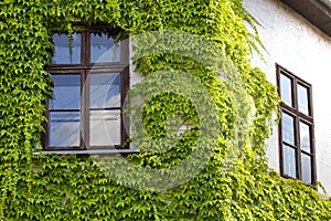 The green ivy curls round a window