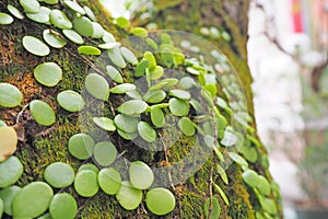Green ivy dave leaf on growth on big tree