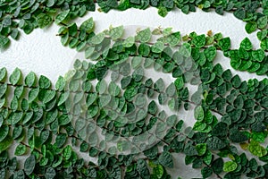 Green ivy eco wall. Closeup green creeping plant climbing on white concrete pole. Green leaves texture background. Green leaves of