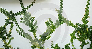 Green ivy eco wall. Closeup green creeping plant climbing on white concrete pole. Green leaves texture background. Green leaves of