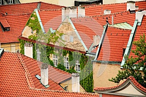 Green ivy enveloped the old building of old Prague