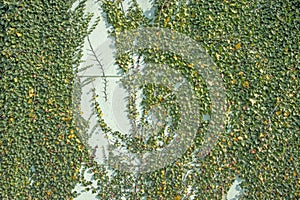 Green ivy foliage Hedera helix on a wall