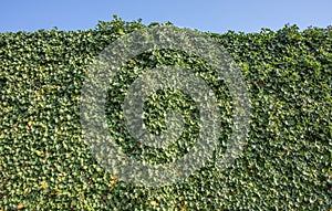 Green ivy foliage Hedera helix on a wall