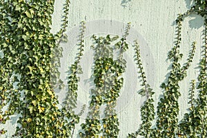 Green ivy foliage Hedera helix on a wall