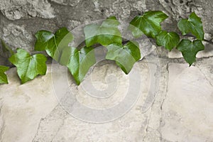 green ivy gray stone background texture