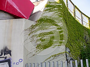 Green ivy on a grey wall