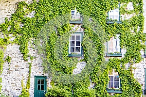 Green ivy growing all over a stone house