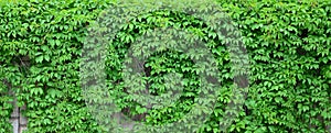 Green ivy grows along the beige wall of painted tiles. Texture o