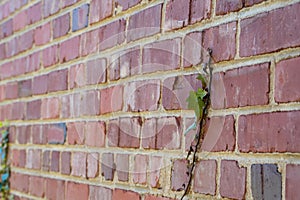 Green ivy grows up red brick wall