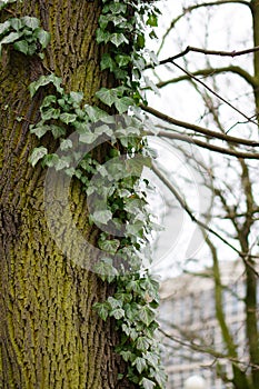 Green ivy growth on a tree stem.