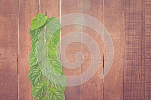 Green ivy growth on wooden wall for garden decoration at outdoor garden.