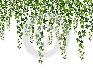 Green ivy. Hanging from above creepers with leaves, lush climbing plants garden decoration wall, website banner vector photo