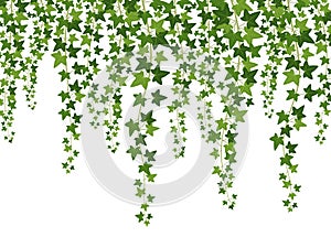 Green ivy. Hanging from above creepers with leaves, lush climbing plants garden decoration wall, website banner vector